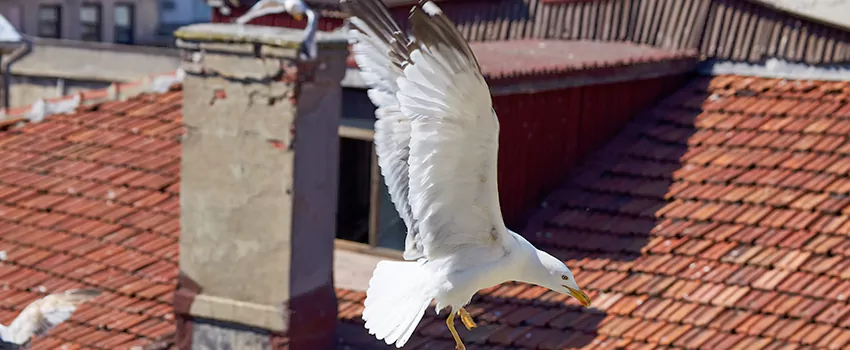 Residential Chimney Animal Removal Solution in Tiffin, OH